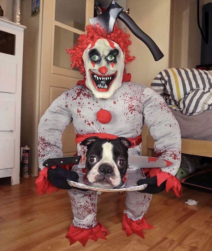 El disfraz de Halloween de este perro