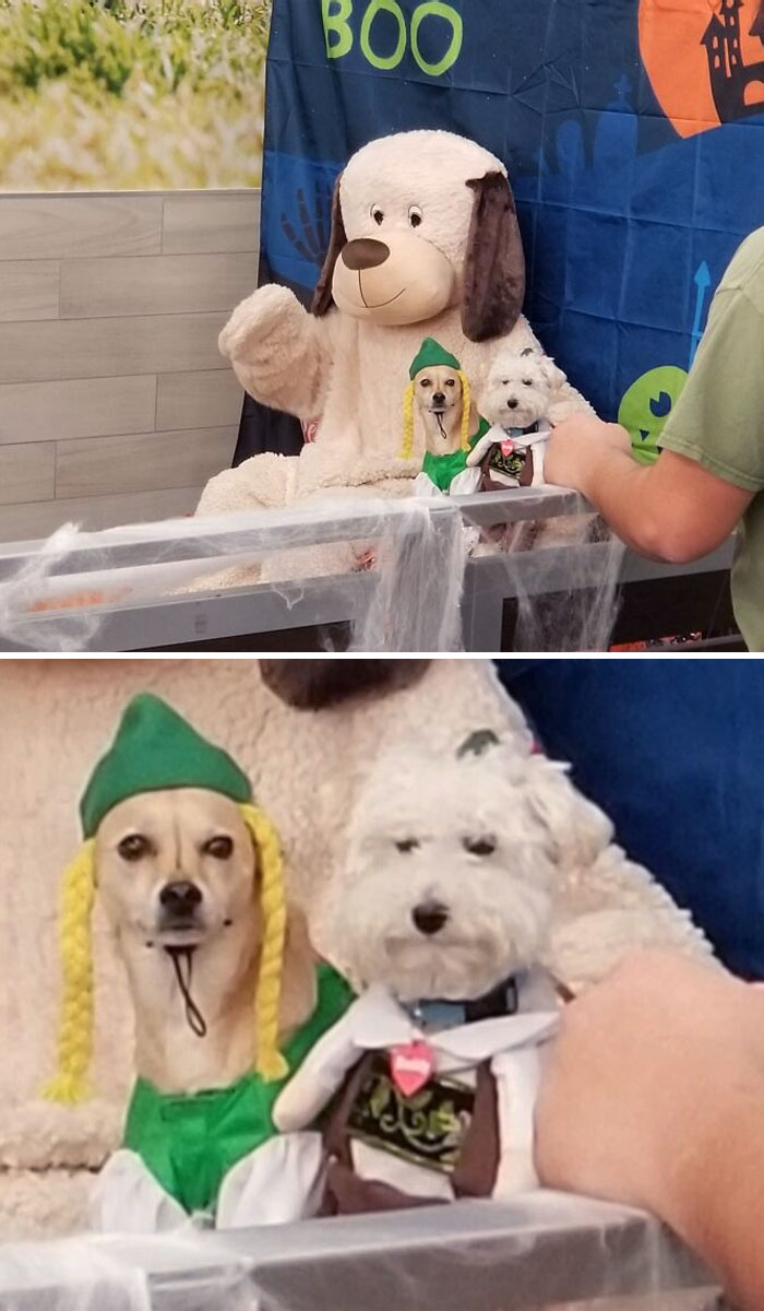 I Took My Pup To A Halloween Dog Party This Weekend. She Was Terrified Of The Mascot. The Expression On These Two Was My Favorite