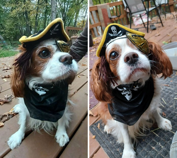 Adopté a un perro que tiene un solo ojo, todos dijeron que tenía que disfrazarse de pirata para Halloween