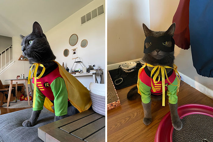He Was Such A Good Robin For Halloween Last Year