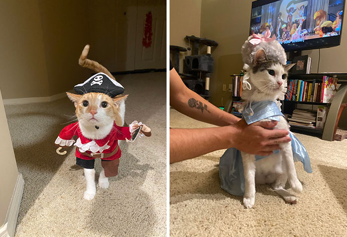 Meet My Quirky Furbabies. Prince And Kyra. First Time Dressing Up For Halloween. Prince The Pirate And Marie Antoinette I Can’t With The Cuteness Had To Share