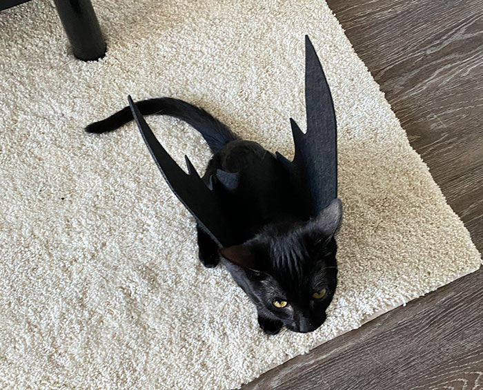 Beebo Is Ready For Halloween