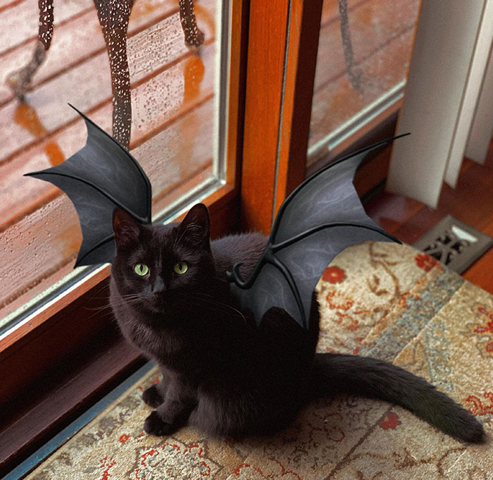 Feliz Halloween, de parte de mi murciélago favorito