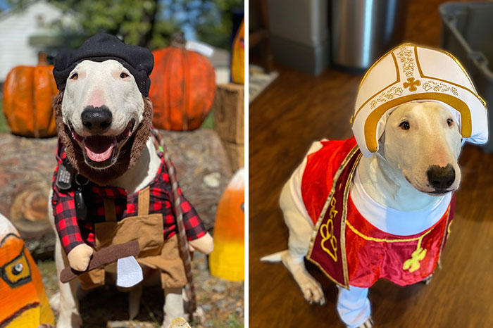Does Everyone Have Their Pet’s Halloween Costumes Ready? Rex Wants To See Them