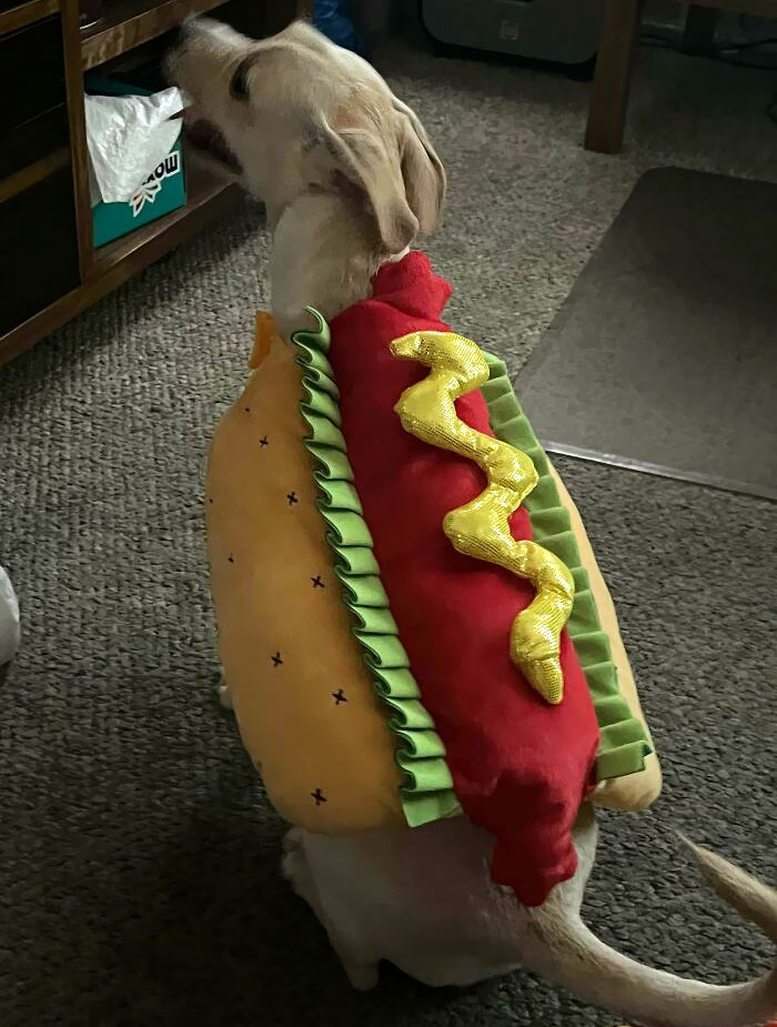 My Mom Bought The Dog A Halloween Costume