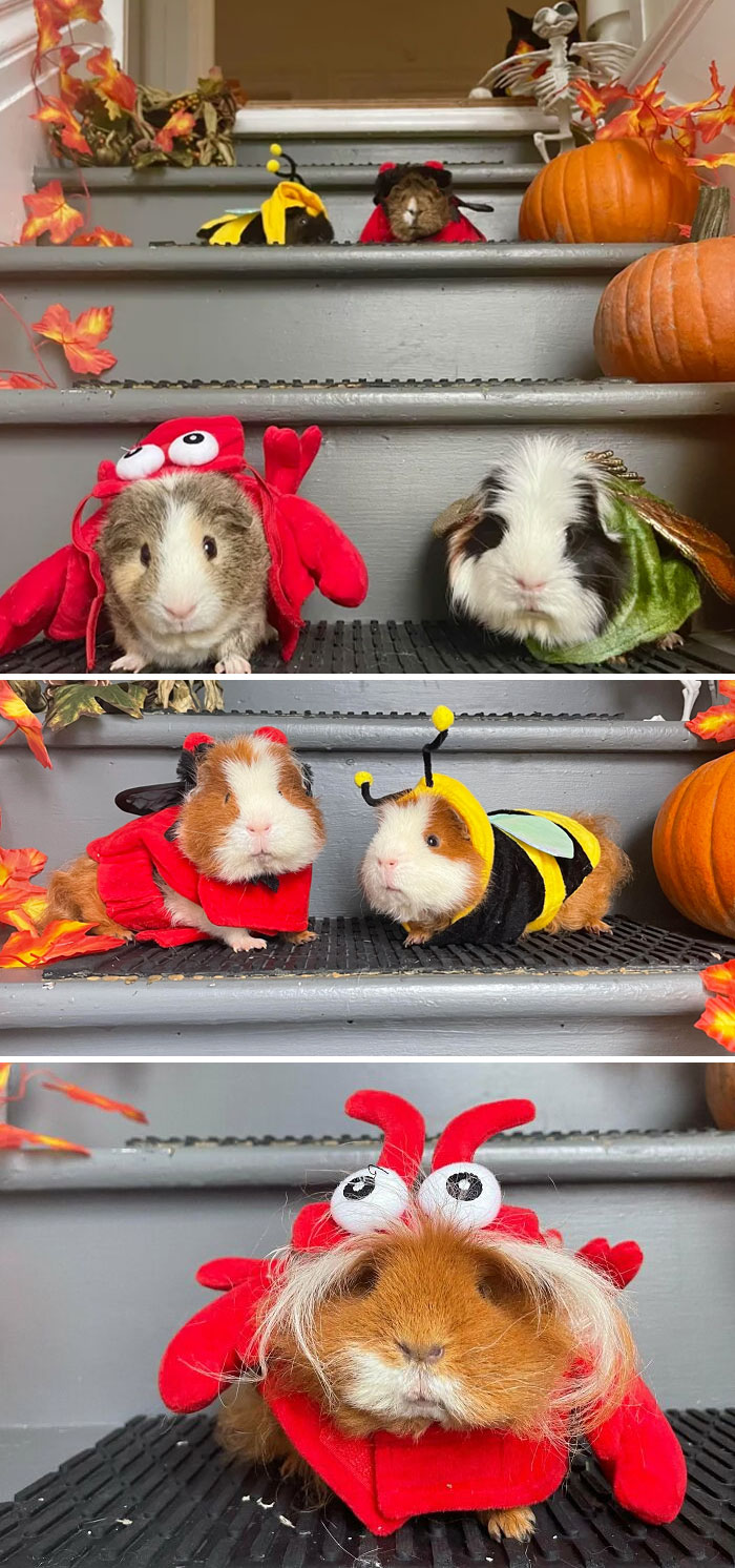 Happy Halloween From The Sweetest Group Of Guinea Pigs