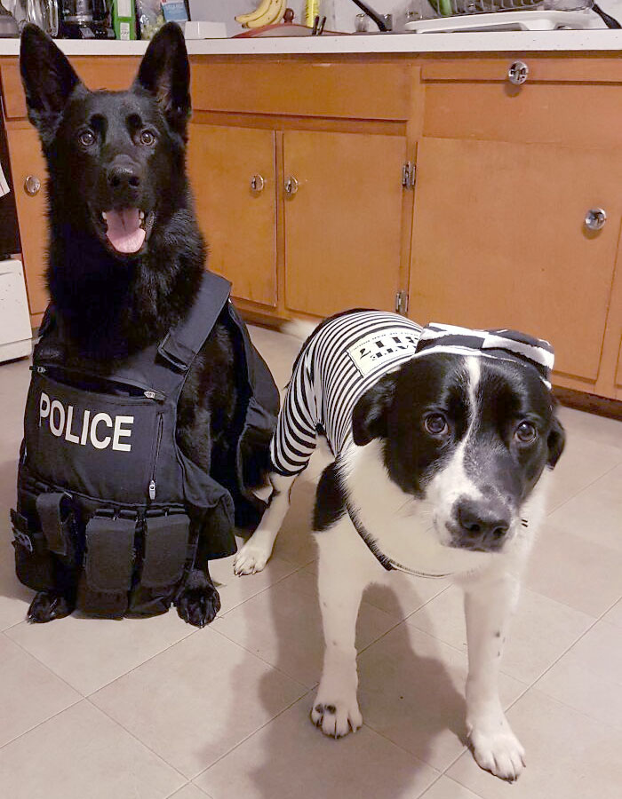 My 2 Pups Playing Their Part For Their Halloween Costume. Herbie Looks Super Happy That He Caught A Criminal And Marley Just Looks Guilty And Sad
