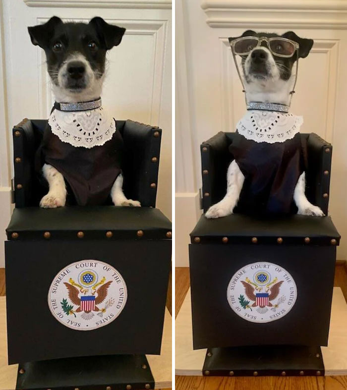 Rosie Has A Digestive Disorder That Forces Her To Eat All Her Meals In A Special Chair. So My Step-Mom Turned Her Into Ruth Bader Ginsburg For Halloween