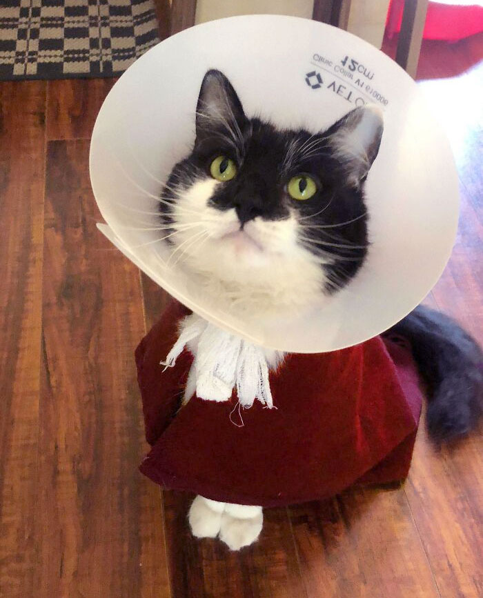 I Ate Rubber Band. Went To Surgery. Won Pet Costume As Handmaid
