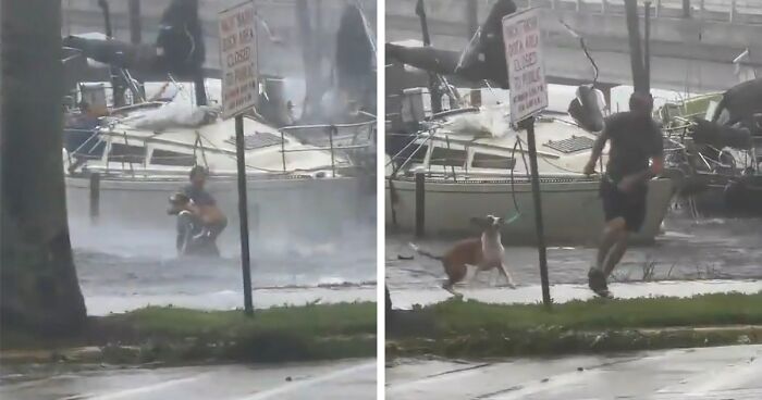 People Online Applaud Ordinary Heroes Who Risked Their Lives To Save Stranded Animals During Hurricane Ian