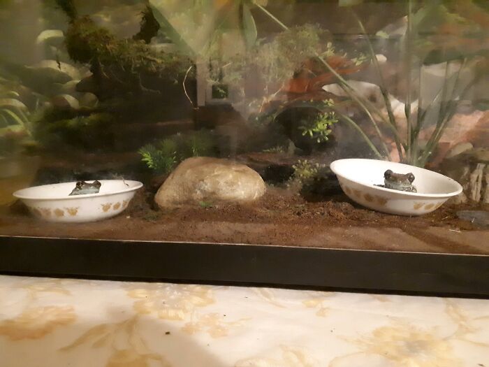 Molly And Sherlock (Rip Both Of Ya), My Sister's Golden Eyed Tree Frogs