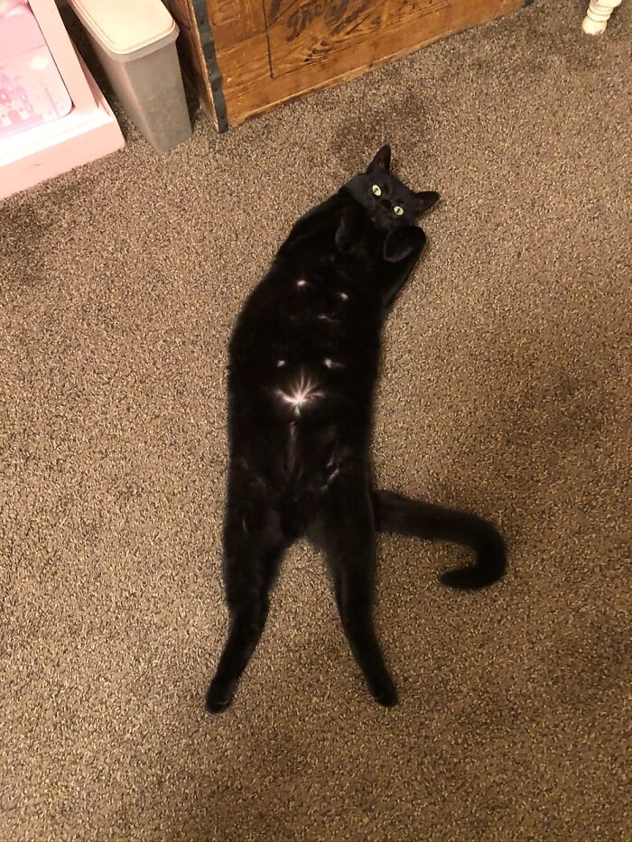 My Kitty Pepper Has A Smile On Her Belly