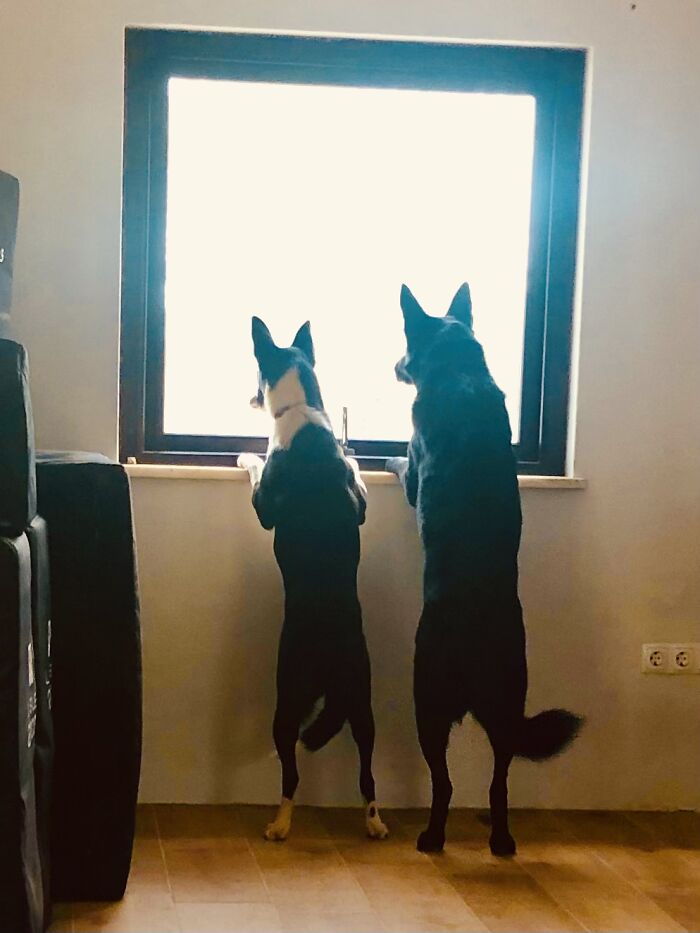 Both My Doggos Waiting For Daddy