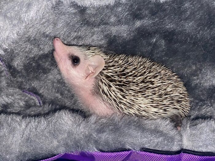 My Baby Hedgehog (Also Called A "Hoglet") Hanging Out In His Comfy Bed