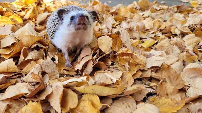 One Of My Favorite Pictures Of My Hedgehog Having A Blast In A Pile Of Crunchy Leaves