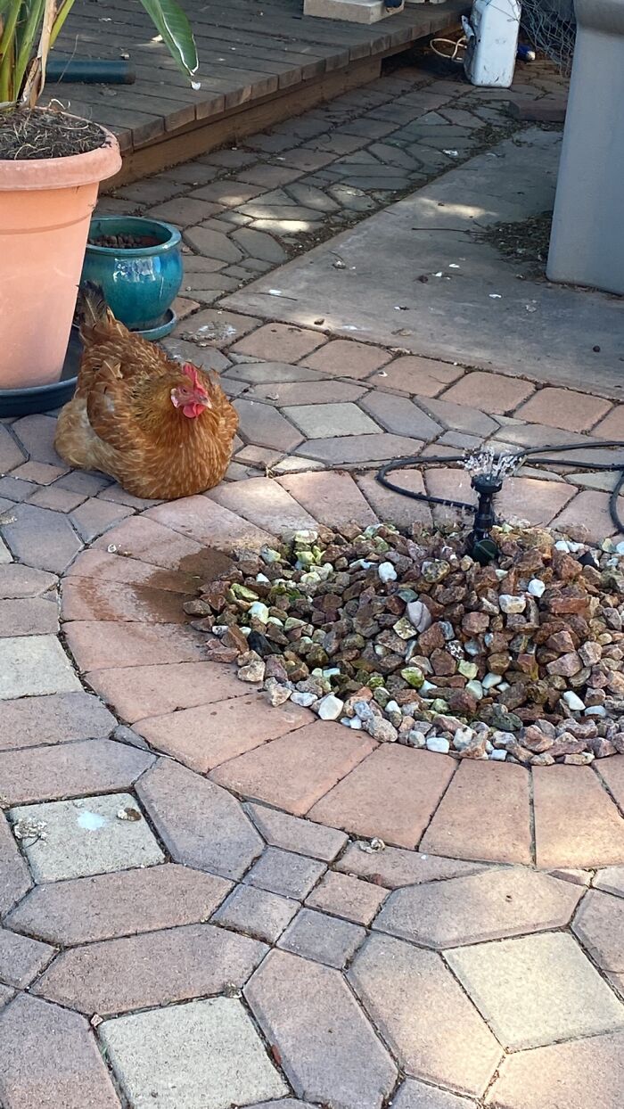 My Chicken Beakers Loves To Sit By The Fountain And Listen To The Water For Hours!!!
