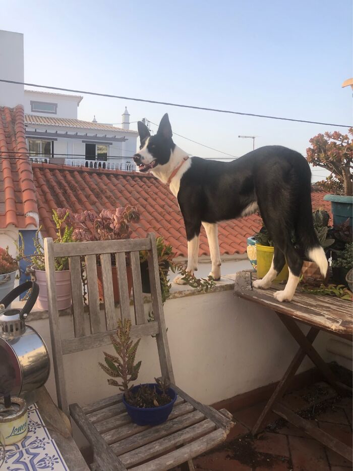 Petal Watching The Village Wake Up!