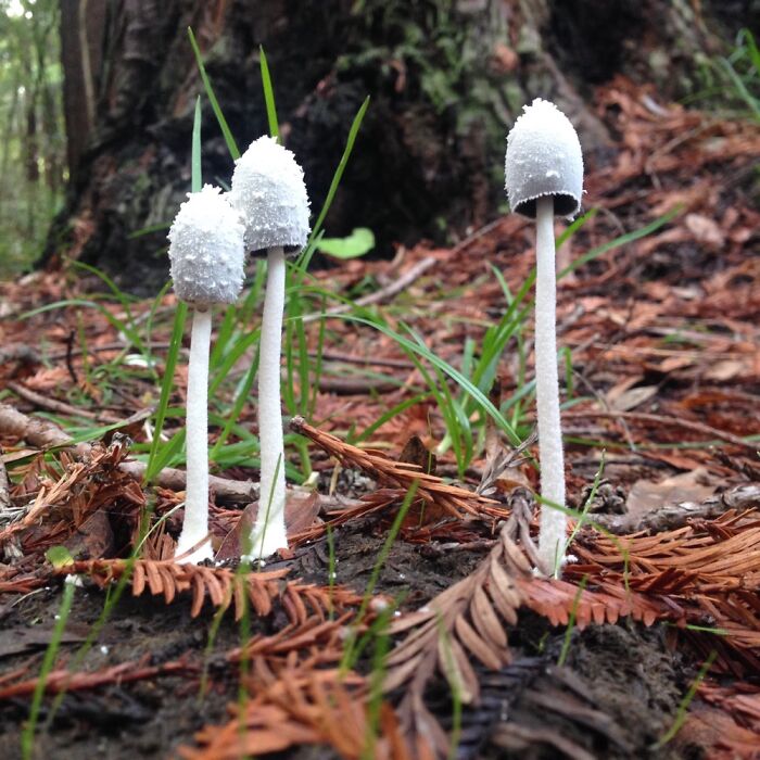 Hiking In Santa Cruz, Ca