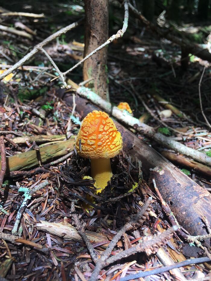 Spotted On A Hike Between North Carolina And Tennessee