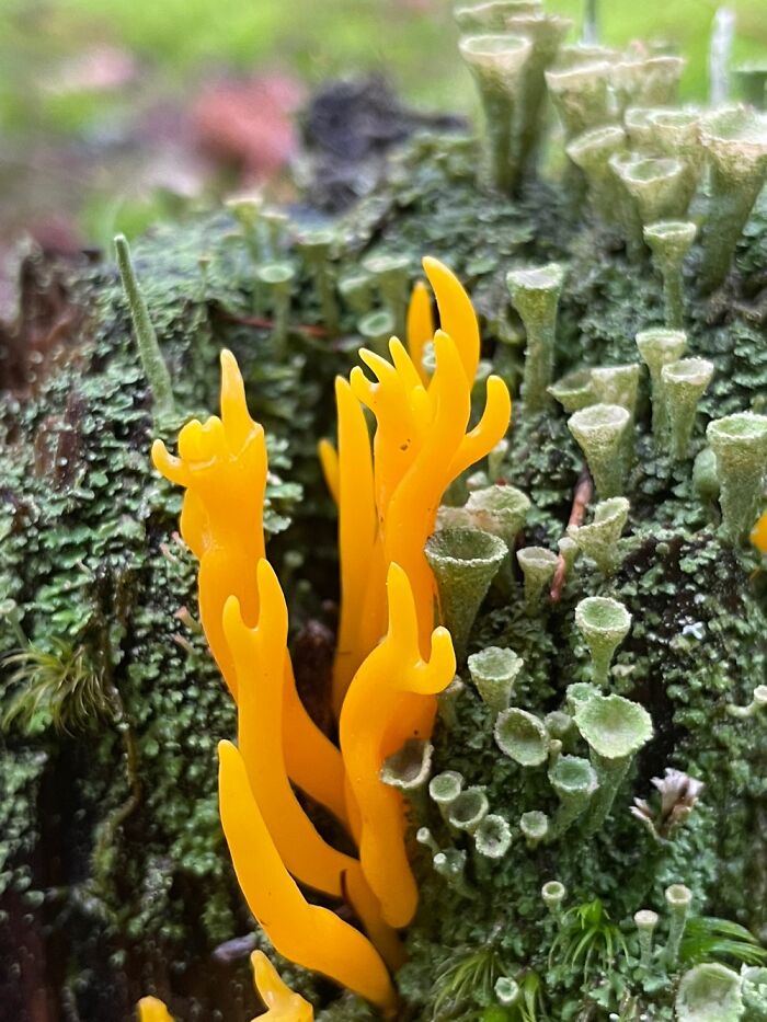 Ramaria Stricta, I Would Say; Looks Extra-Terrestrial