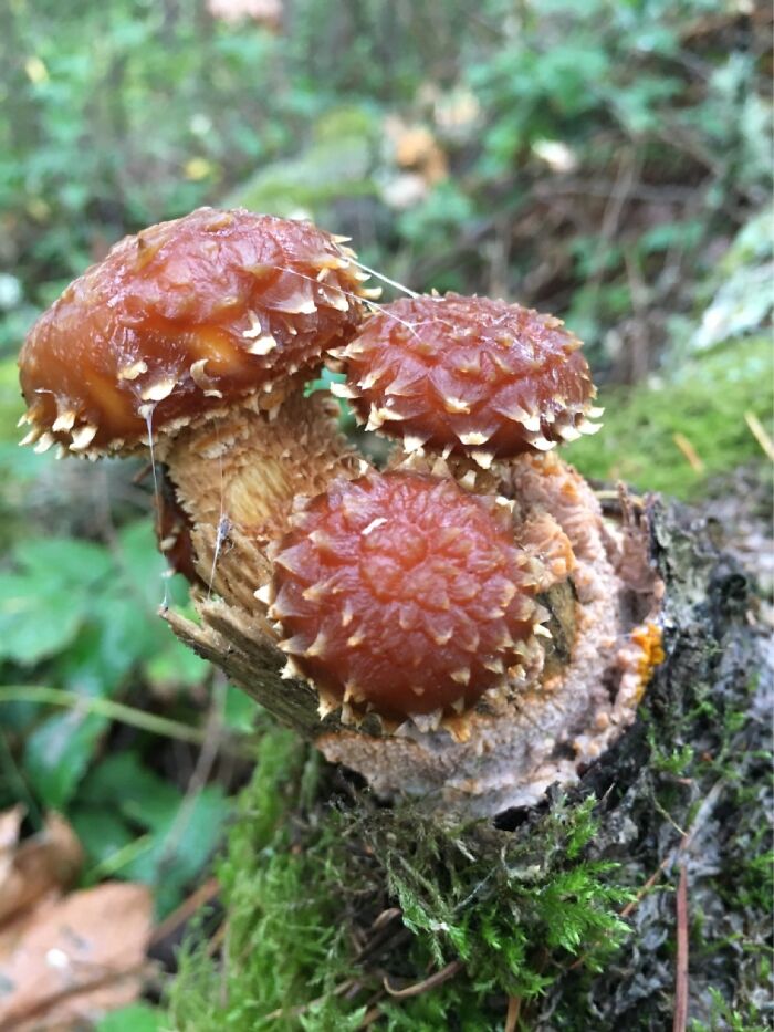 Some Type Of Mushroom In Washington