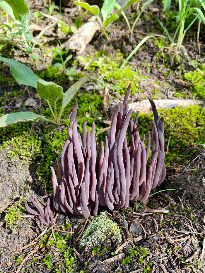 Some Sort Of Coral Fungus I Saw Hiking In Colorado