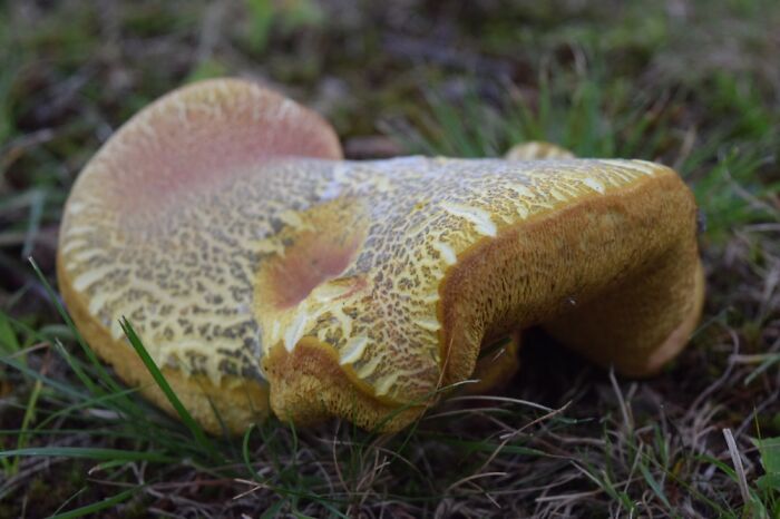On Lawn In Maine. Bigger Than A Human Hand And About 4 Inches High