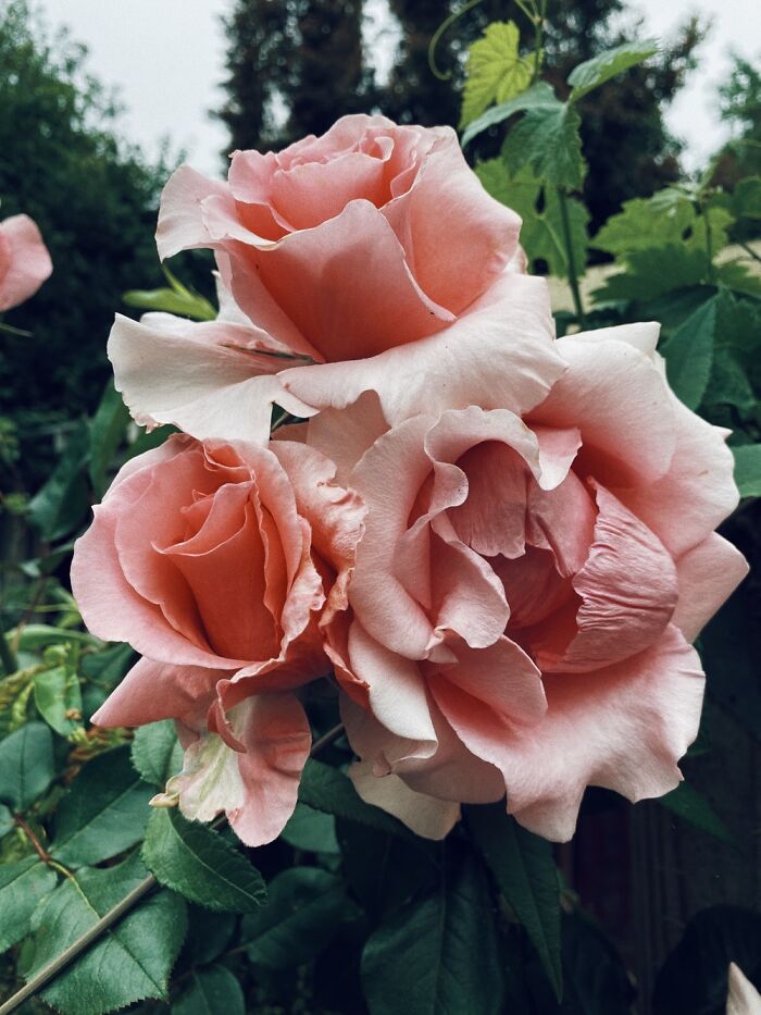 My Yves Saint Laurent Heirloom Roses