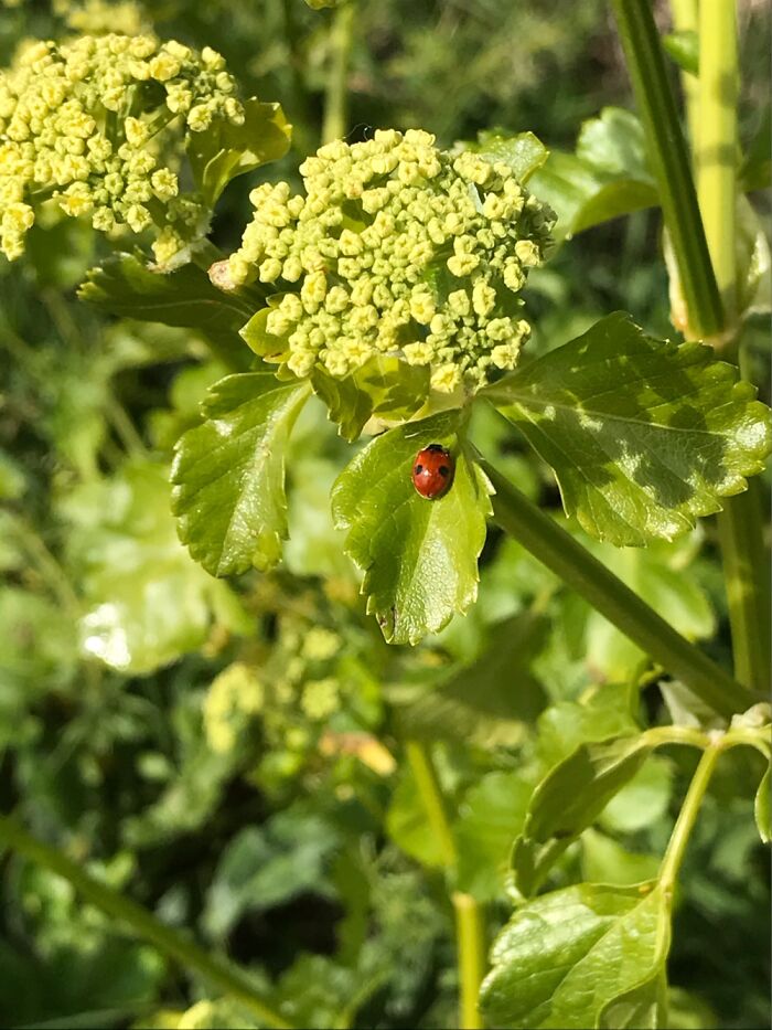 A Picture Of A Ladybug I Took Last Year