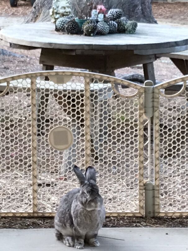Big Beautiful Rabbit