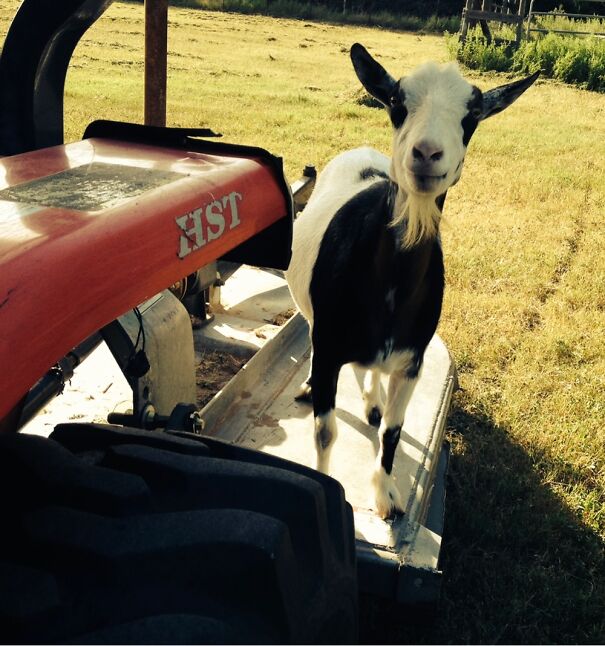 You Want To Use My Lawnmower?