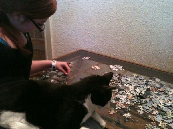 Cat, Girl, Puzzle - Wait Until Girl Goes To Bed