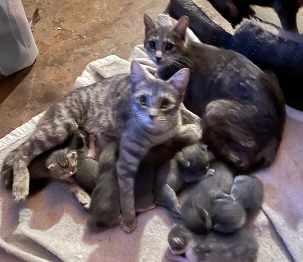 Two Feral Mama Cats Have Combined Their Families