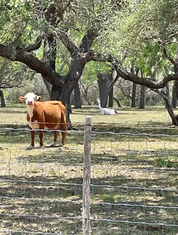 I Saw A Strange Looking Cow Along The Road. It Is The One In The Background