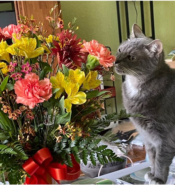My Cat Is Checking Out The Flowers I Got From My Friend