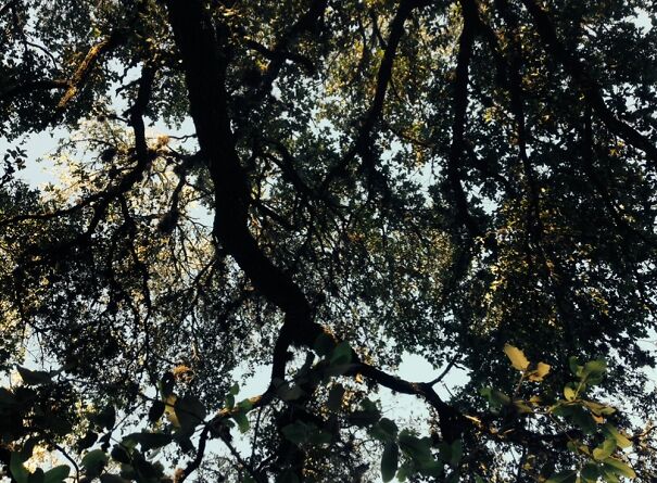 The View From My Rocking Chair