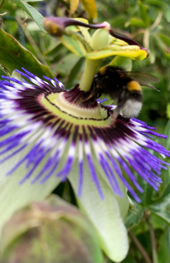 Passionflower From My Yard With A Bumblebee