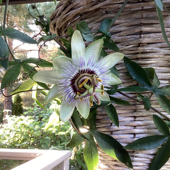 A Passion Flower , I Have Bought This Plant 5 Years In A Row And Finally Had A Bloom!
