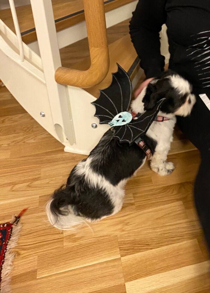 Wings With Reflective Surface So Spooky And Safe From Traffic. Made Dragon-Wing Version Also