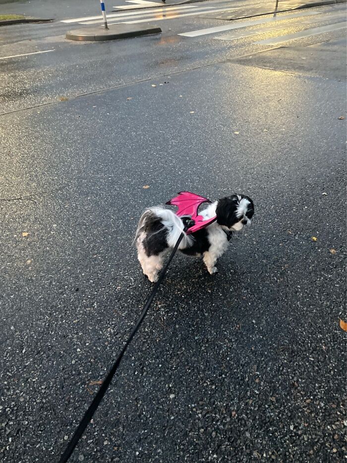 The Dragon Version Of Reflective Wings. Safety In Traffic In The Spirit Of Halloween