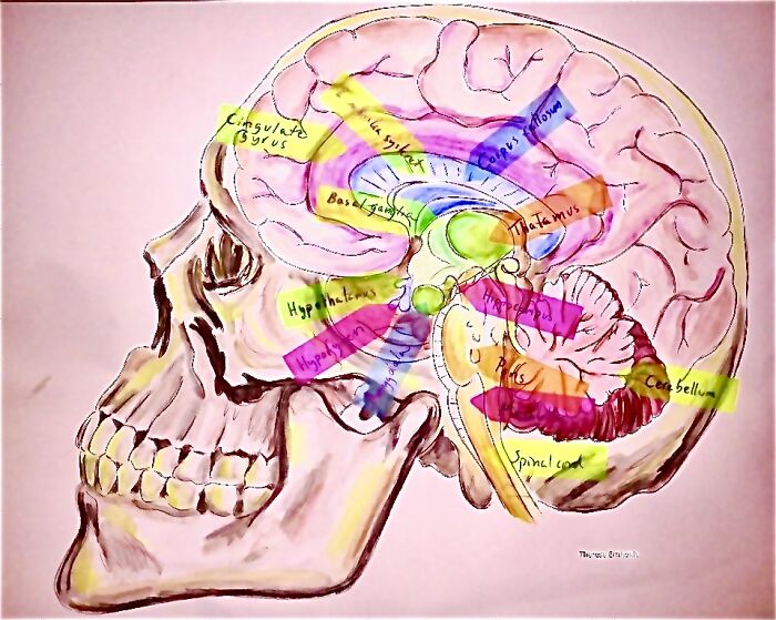 Bored During Psychology Lecture So Turned My Notes On The Human Brain To Something Enjoyable