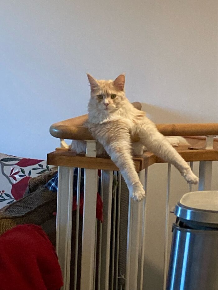 I Don’t Know How This Is Comfortable But He Loves Putting His Front Legs Over The Railing