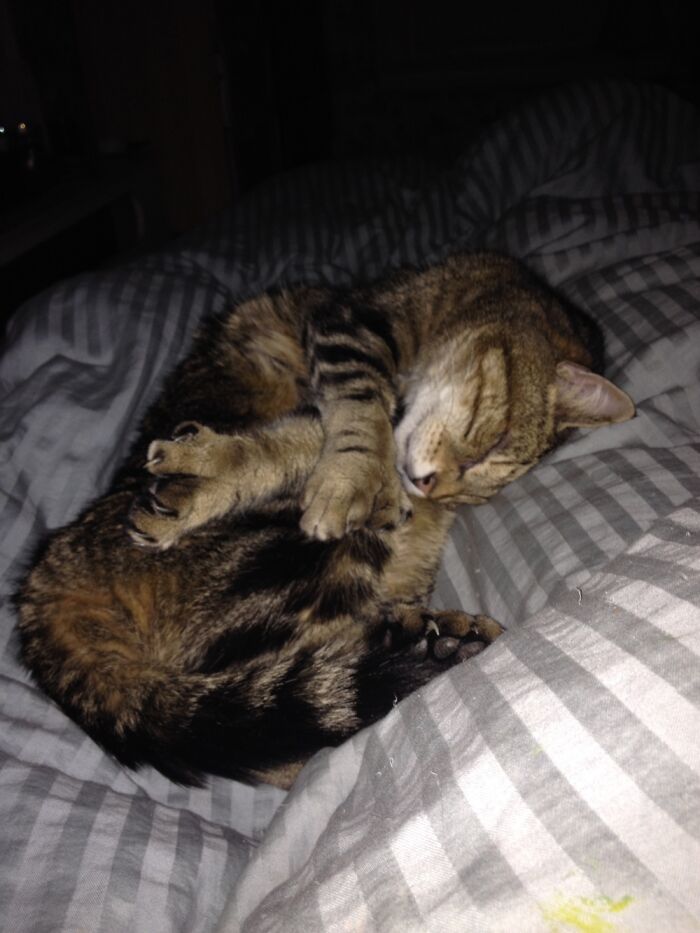 Fraiser Was, Apparently, Quite Comfy Sleeping In This Position. Polydactyl Paws Forever!