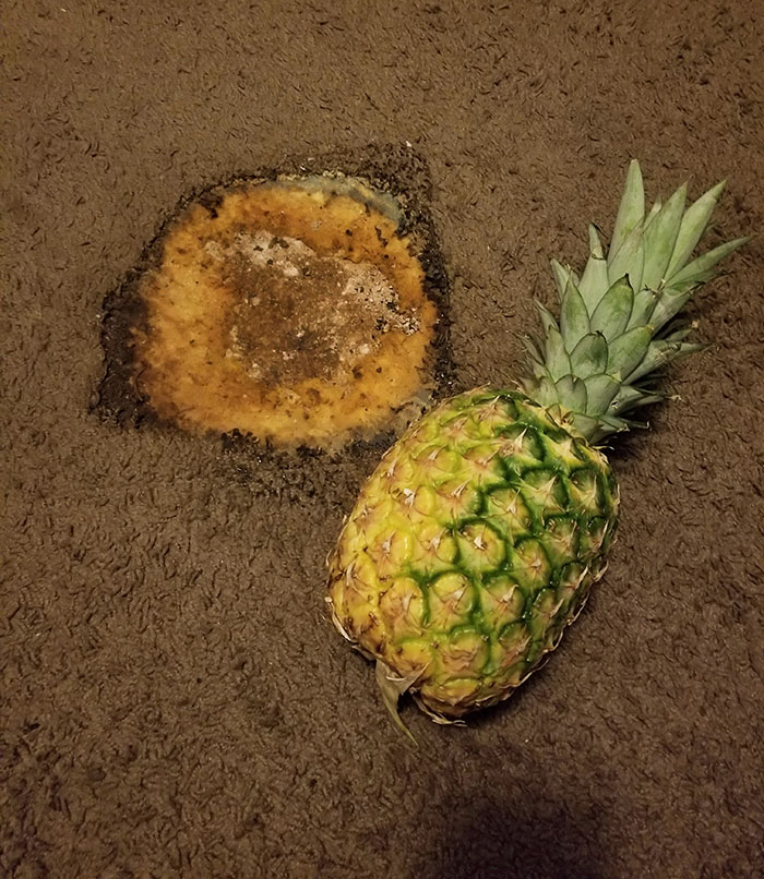 A Burn Hole I Discovered Hidden Underneath My Roommate's Bed After I Kicked Her Out. Pineapple For Scale