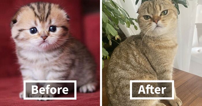 30 “Then And Now” Pics Of Adorable Kittens Turning Into Majestic Cats, As Shared On This “Cat Grows” Group