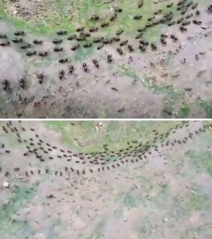 Truce Between Termites(Top) And Ants(Bottom) With Each Side Having Their Own Line Of Guards