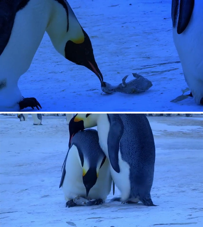 Penguins Mourning ⚱️