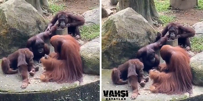 This Video Filmed In A Zoo Shows An Orangutan Monkey Who Appears To Be Teaching Toolmaking To Other Primates. The Way They Are All Attentive Is Scary