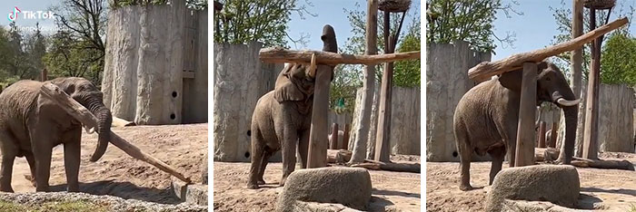 Elephant In Basel Zoo (Switzerland) Balancing Log On A Stump