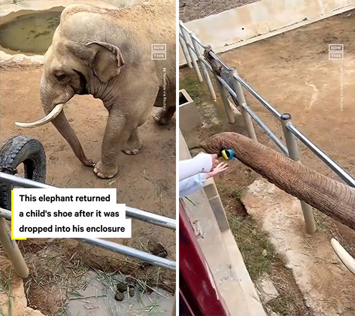 Elephant Returns Child's Shoe That Fell Into Zoo Enclosure